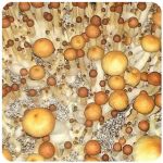 Псилоцибиновые (галлюциногенные) грибы в Нововоронеже Psilocybin "Golden Teacher" Псилоцибиновые (галлюциногенные) грибы в Нововоронеже Psilocybin "Golden Teacher"