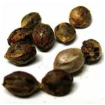 Семена марихуаны АК-47 (Seeds AK-47) в Нововоронеже Семена марихуаны АК-47 (Seeds AK-47) в Нововоронеже